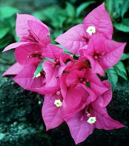 Bougainvillea Als Struik (Bougainvillea Glabra) 1 Bougainvillea Als Struik (Bougainvillea Glabra)