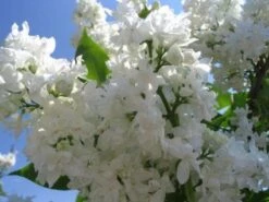 Sering (Syringa Vulgaris 'Mme Lemoine')