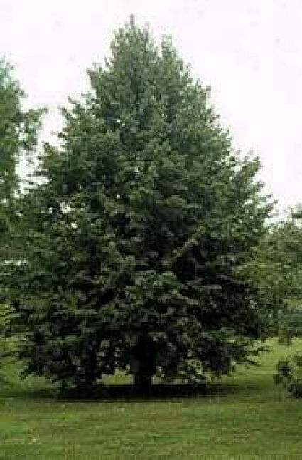 Boomhazelaar (Corylus Colurna) 3 Boomhazelaar (Corylus Colurna) - Afbeelding 3