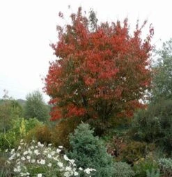 Japanse Sierkers (Prunus Sargentii) -Green Roots Exporteren Winkel 20080730122801 5 1