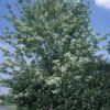 Gewone Meelbes (Sorbus Aria)