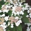 Hortensia (Hydrangea Macrophylla 'Lanarth White')