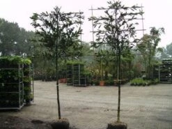 Green Roots Exporteren Winkel -Green Roots Exporteren Winkel 20081015083837 6 1