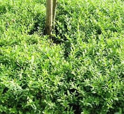 Liguster (Ligustrum Vulgare 'Lodense') 1 Liguster (Ligustrum Vulgare 'Lodense')