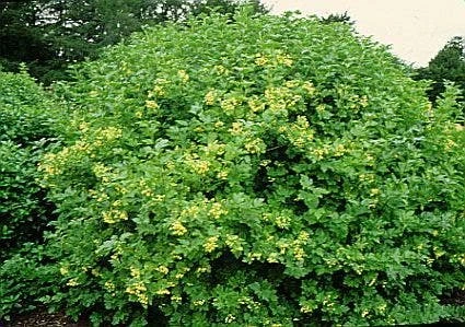Gelderse Roos (Viburnum Opulus) 2 Gelderse Roos (Viburnum Opulus) - Afbeelding 2