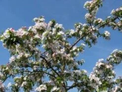 Sierappel (Malus 'Professor Sprenger') -Green Roots Exporteren Winkel 20081113143001 11 1