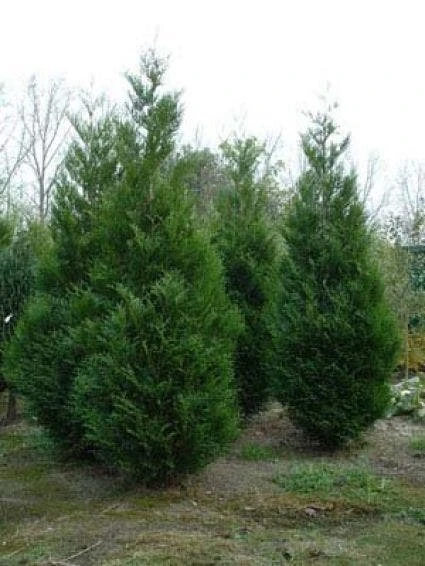 Levensboom (Thuja Plicata 'Atrovirens') 3 Levensboom (Thuja Plicata 'Atrovirens') - Afbeelding 3