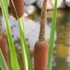 Kleine Lisdodde (Typha Angustifolia)