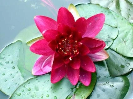 Waterlelie (Nymphaea 'Attraction') 1 Waterlelie (Nymphaea 'Attraction')