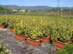 Kardinaalshoed Als Meeneemhaag (Euonymus Japonicus 'Aureus) -Green Roots Exporteren Winkel 20090322111357 2 1