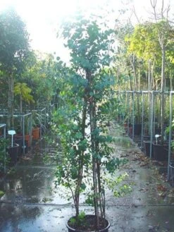 Winterharde Gomboom (Eucalyptus Gunnii) -Green Roots Exporteren Winkel 20090522152550 5 1