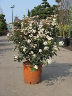 Groenblijvende Sneeuwbal (Viburnum Tinus 'Eve Price') 17 Groenblijvende Sneeuwbal (Viburnum Tinus 'Eve Price') -Green Roots Exporteren Winkel 20091125113028 50 10 1