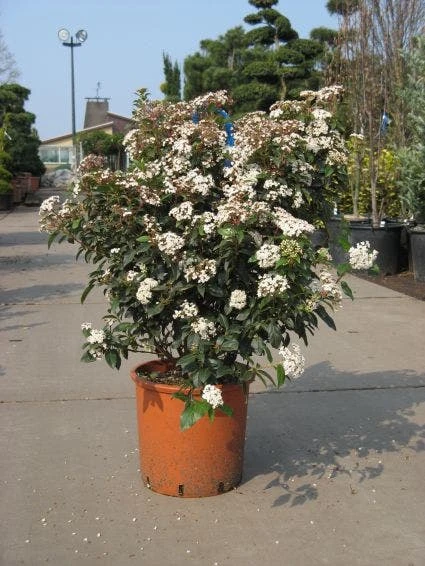 Groenblijvende Sneeuwbal (Viburnum Tinus 'Eve Price') 4 Groenblijvende Sneeuwbal (Viburnum Tinus 'Eve Price') - Afbeelding 4