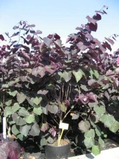 Judasboom Als Struik (Cercis Canadensis 'Forest Pansy') -Green Roots Exporteren Winkel 20091126092410 6 1