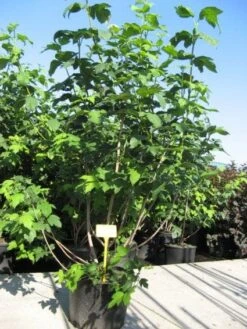 Sneeuwbal (Viburnum Opulus 'Roseum') -Green Roots Exporteren Winkel 20091126125302 9 1