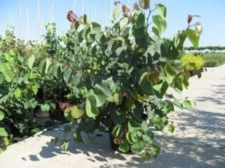 Chinese Judasboom (Cercis Chinensis 'Avondale') -Green Roots Exporteren Winkel 20091127153204 5