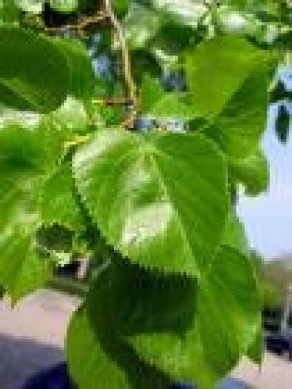 Lindeboom (Tilia Platyphyllos) 2 Lindeboom (Tilia Platyphyllos) - Afbeelding 2