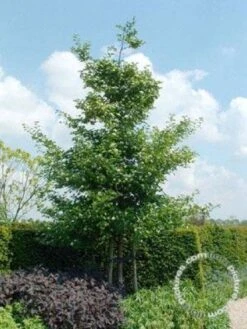 Meidoorn Als Boom (Crataegus Persimilis 'Splendens') -Green Roots Exporteren Winkel 20091221124141 10