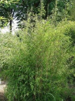 Niet Woekerende Bamboe (Fargesia 'Great Wall') -Green Roots Exporteren Winkel 20100106102329 4 2