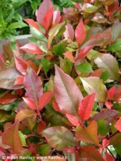 Green Roots Exporteren Winkel -Green Roots Exporteren Winkel 20100210093819 3 1