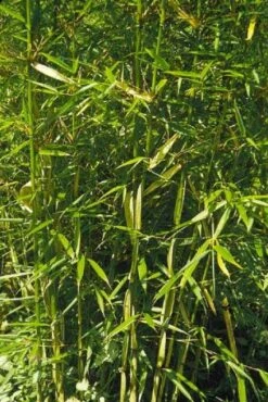 Niet Woekerende Bamboe (Fargesia Robusta) -Green Roots Exporteren Winkel 20100223184938 5 1