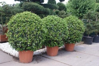 Toscaanse Jasmijn, Bolvorm (Trachelospermum Jasminoides ) 1 Toscaanse Jasmijn, Bolvorm (Trachelospermum Jasminoides )