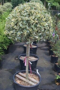 Hulst Op Stam (Ilex 'Argentea Marginata') -Green Roots Exporteren Winkel 20100712171848 1 3