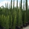 Italiaanse Cipres (Cupressus Sempervirens 'Totem')