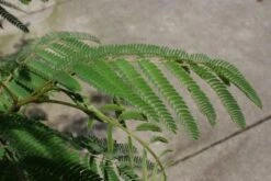 Perzische Slaapboom (Albizia Julibrissin 'Ombrella') -Green Roots Exporteren Winkel 20100720145242 14