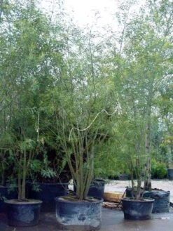 Mimosa (Acacia Dealbata) -Green Roots Exporteren Winkel 20100906111139 7