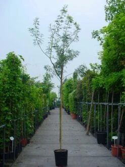 Mimosa Als Boom (Acacia Dealbata) -Green Roots Exporteren Winkel 20100906111726 7