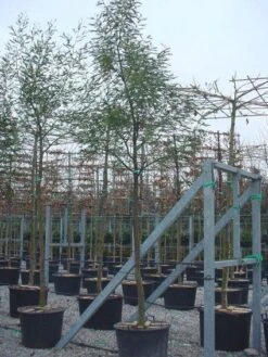 Mimosa Als Boom (Acacia Dealbata) -Green Roots Exporteren Winkel 20100906111736 6 1