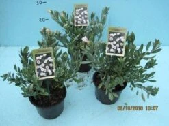 Zilverwinde (Convolvulus Cneorum ) -Green Roots Exporteren Winkel 20101207115958 2 1