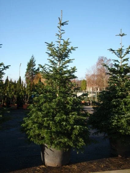 Nordmann-spar (Abies Nordmanniana) 6 Nordmann-spar (Abies Nordmanniana) - Afbeelding 6