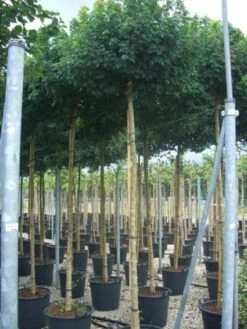 Bolesdoorn (Acer Campestre 'Nanum') -Green Roots Exporteren Winkel 20101207144224 13