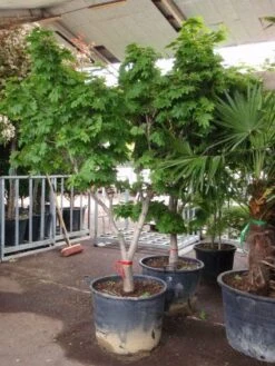 Japanse Esdoorn (Acer Japonicum 'Vitifolium') -Green Roots Exporteren Winkel 20101207145443 7