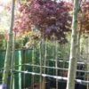 Japanse Esdoorn Op Stam (Acer Palmatum 'Fireglow')