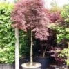 Japanse Esdoorn Als Boom (Acer Palmatum 'Inabe-shidare')