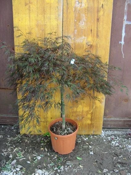 Japanse Esdoorn (Acer Palmatum 'Ornatum') 5 Japanse Esdoorn (Acer Palmatum 'Ornatum') - Afbeelding 5