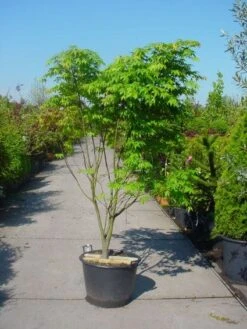 Japanse Esdoorn (Acer Palmatum 'Osakazuki') -Green Roots Exporteren Winkel 20101207164946 9