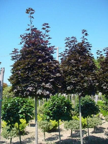 Noorse Esdoorn (Acer Platanoides 'Crimson Sentry') 4 Noorse Esdoorn (Acer Platanoides 'Crimson Sentry') - Afbeelding 4