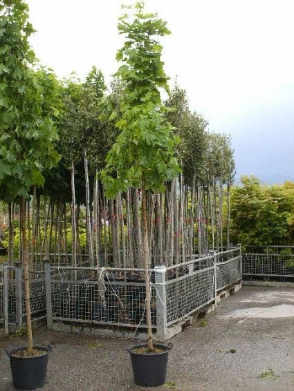 Noorse Esdoorn (Acer Platanoides 'Emerald Queen') 1 Noorse Esdoorn (Acer Platanoides 'Emerald Queen')