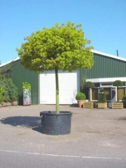 Bolesdoorn (Acer Platanoides 'Globosum') -Green Roots Exporteren Winkel 20101207173811 22 1