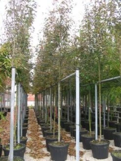 Krentenboom (Amelanchier Arborea 'Robin Hill') -Green Roots Exporteren Winkel 20101209111140 10 2