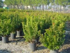 Aardbeiboom Als Struik (Arbutus Unedo) -Green Roots Exporteren Winkel 20101209111801 7