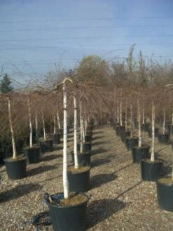 Prieelberk (Betula Pendula 'Youngii') -Green Roots Exporteren Winkel 20101209130348 14