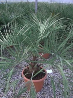 Geleipalm (Butia Capitata) -Green Roots Exporteren Winkel 20101209131859 6