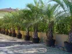 Geleipalm (Butia Capitata)