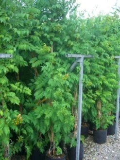 Trompetbloem (Campsis Tagliabuana 'Mme Galen') -Green Roots Exporteren Winkel 20101209155845 9