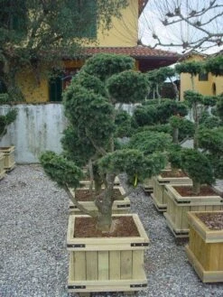 Libanonceder Als Bonsai (Cedrus Libani) -Green Roots Exporteren Winkel 20101210105909 6
